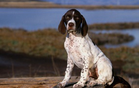 Brown and white pointer puppy