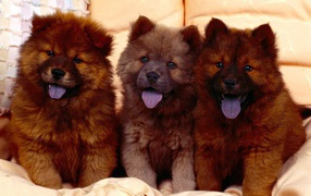 Brown puppies Chow-Chow 