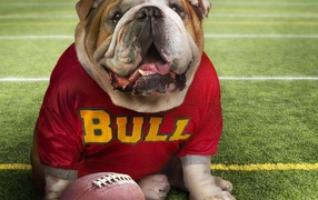 Bulldog in sportswear