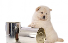 Chow-Chow and the cans