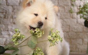 Chow-Chow is chewing the flower