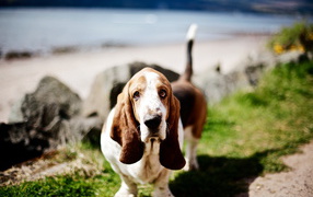 Cute basset hound in nature