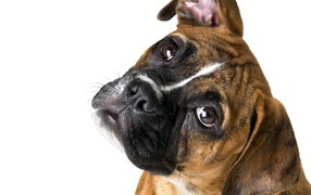 Cute boxer on a white background