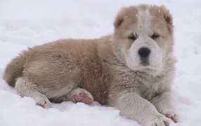 Cute little kazakh sheepdog on the snow