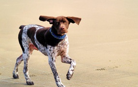 Cute pointer running on the beach