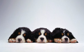 Cute puppies Bernese Mountain dog on a white background