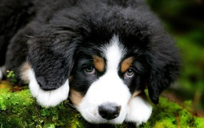 Милый щенок бернская пастушьей собаки