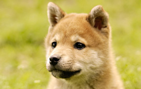 Cute puppy akita inu