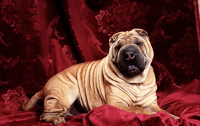 Cute shar pei in red background