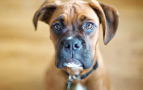 Милый молодой боксёр на коричневом фоне