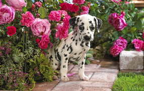 Dalmatian hiding in the flowers