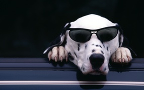 Dalmatian in the sunglasses