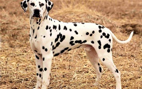 Далматина на поле осенью