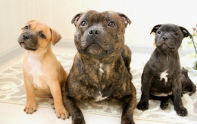 Различные виды стаффордширских бультерьеров