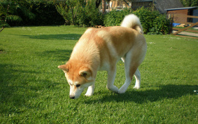 Dog Akita Inu taking trail