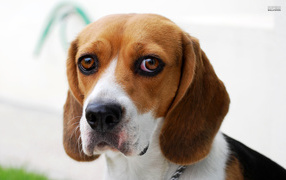 Dog beagle guilty
