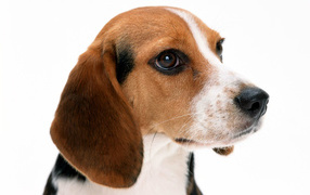 Dog beagle on a white background closeup