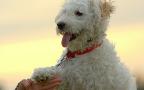 Dog breed Bichon Frise gives paw