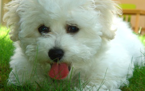 Dog breed Bichon Frise in the grass