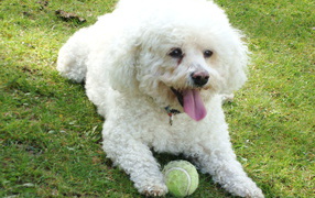 Dog breed Bichon Frise lies on the lawn with a ball