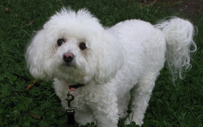Dog breed Bichon Frise looks guilty eyes