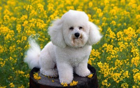 Собака породы бишон-фриз на бочке