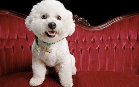 Собака породы бишон-фриз на красном диване