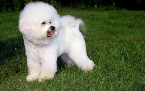 Dog breed Bichon Frise on the grass