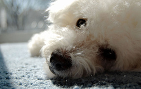 Собака породы бишон-фриз отдыхает на ковре