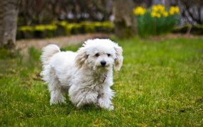 Собака породы бишон-фриз бежит по лужайке