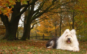 Dog breed bobtail on the background of the autumn landscape