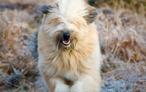 Собака породы бобтейл бежит в поле