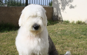 Собака породы бобтейл сидит во дворе дома