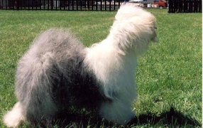 Dog breed bobtail standing on the lawn