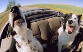 Собаки в автомобиле