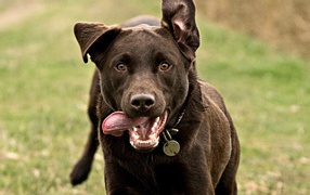 Собака бежит высунув язык