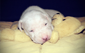 Щенок аргентинского дога