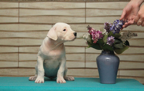 Щенок аргентинского дога и цветы