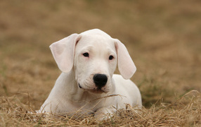 Щенок аргентинского дога на высохшей траве