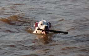 Аргентинский дог несёт палку