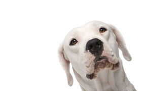 Аргентинский дог на белом фоне