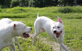 Аргентинские доги играют