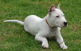 Аргентинский дог кого-то увидел