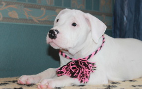 Dogo Argentino with decoration on the neck