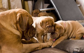 Dogue de Bordeaux in the bed with puppies