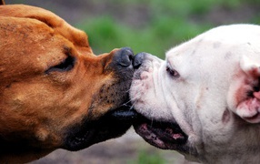 Dogue de Bordeaux kissing