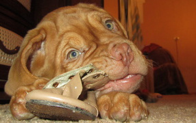 Dogue de Bordeaux ripping up the slipper