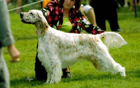 Английский сеттер на собачьей выставке