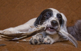 English Setter and feathers