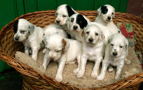 English Setter puppies in a basket